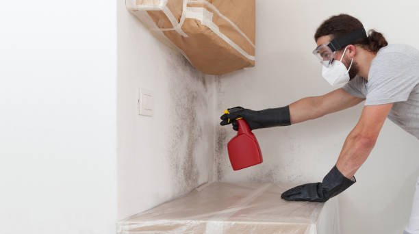 Professional Basement Mold Remediation technician working in Markleton, PA