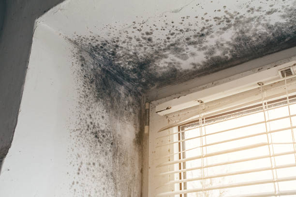 Affordable Basement Mold Remediation solutions in Markleton, PA