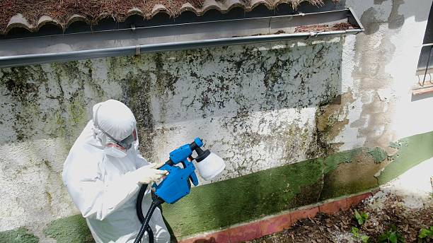 Top rated local Basement Mold Remediation specialists in Markleton, PA